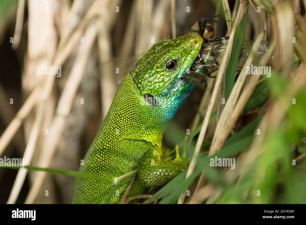 Close up of  Western Green Lizard (Lacerta bilineata) eating an insect. Croatia, Europe Stock Photo