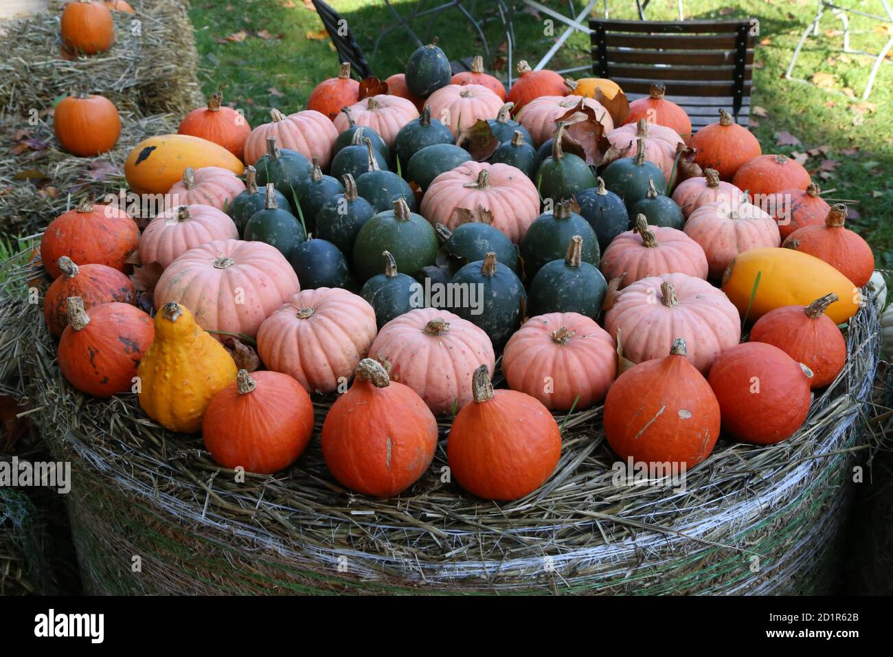 Freshly harvested pumpkins on farmer agricultural market during autumn Stock Photo
