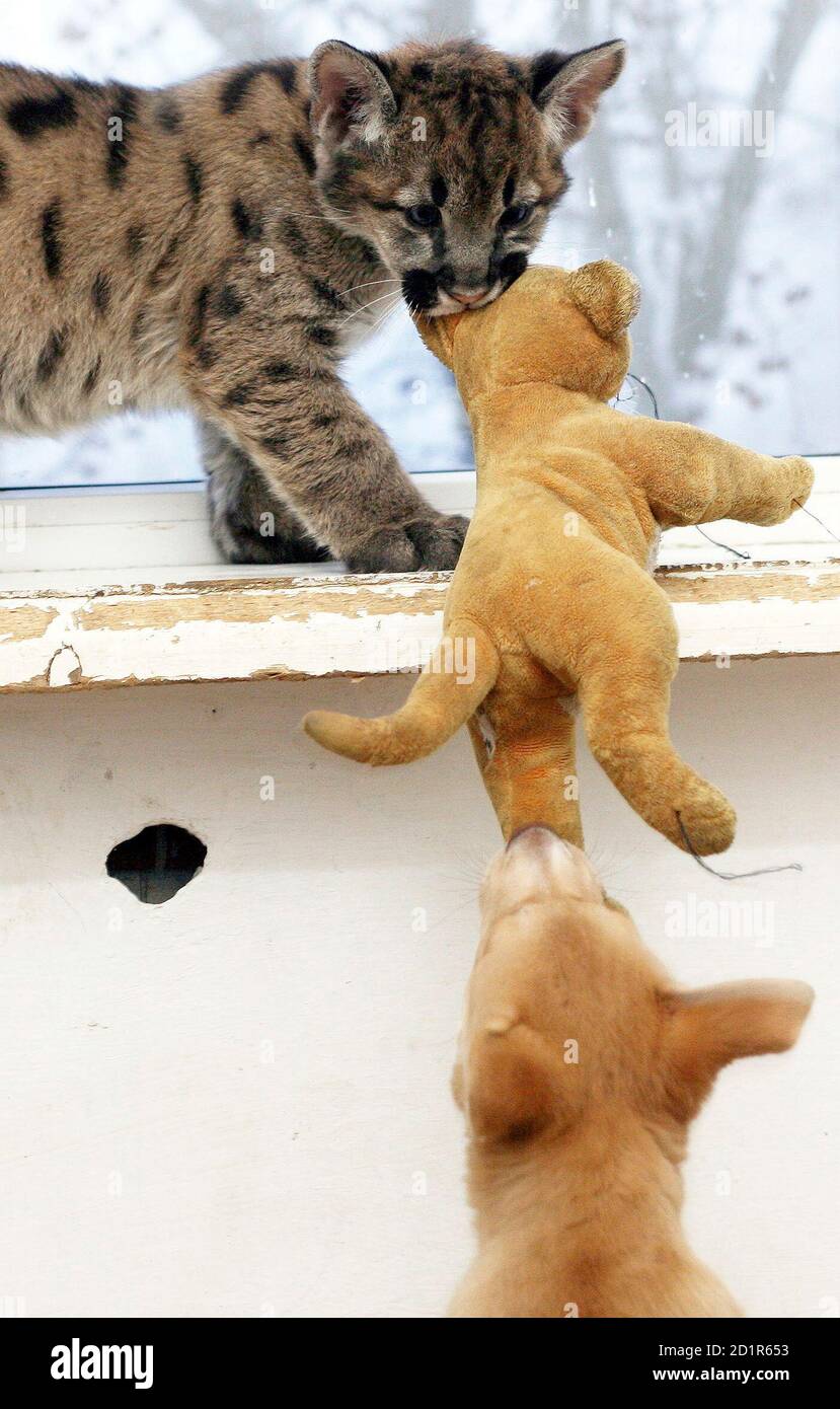 Two-month-old North American puma cub Baron (top) vies for a plush tiger  with coeval puppy dog Basya in a zoo in the Siberian city of Krasnoyarsk  November 24, 2006. Baron was breastfed
