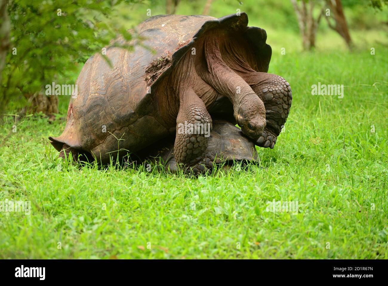Animal mating behaviour hi-res stock photography and images - Alamy Animal mating behaviour hi-res stock photography and images - Alamy