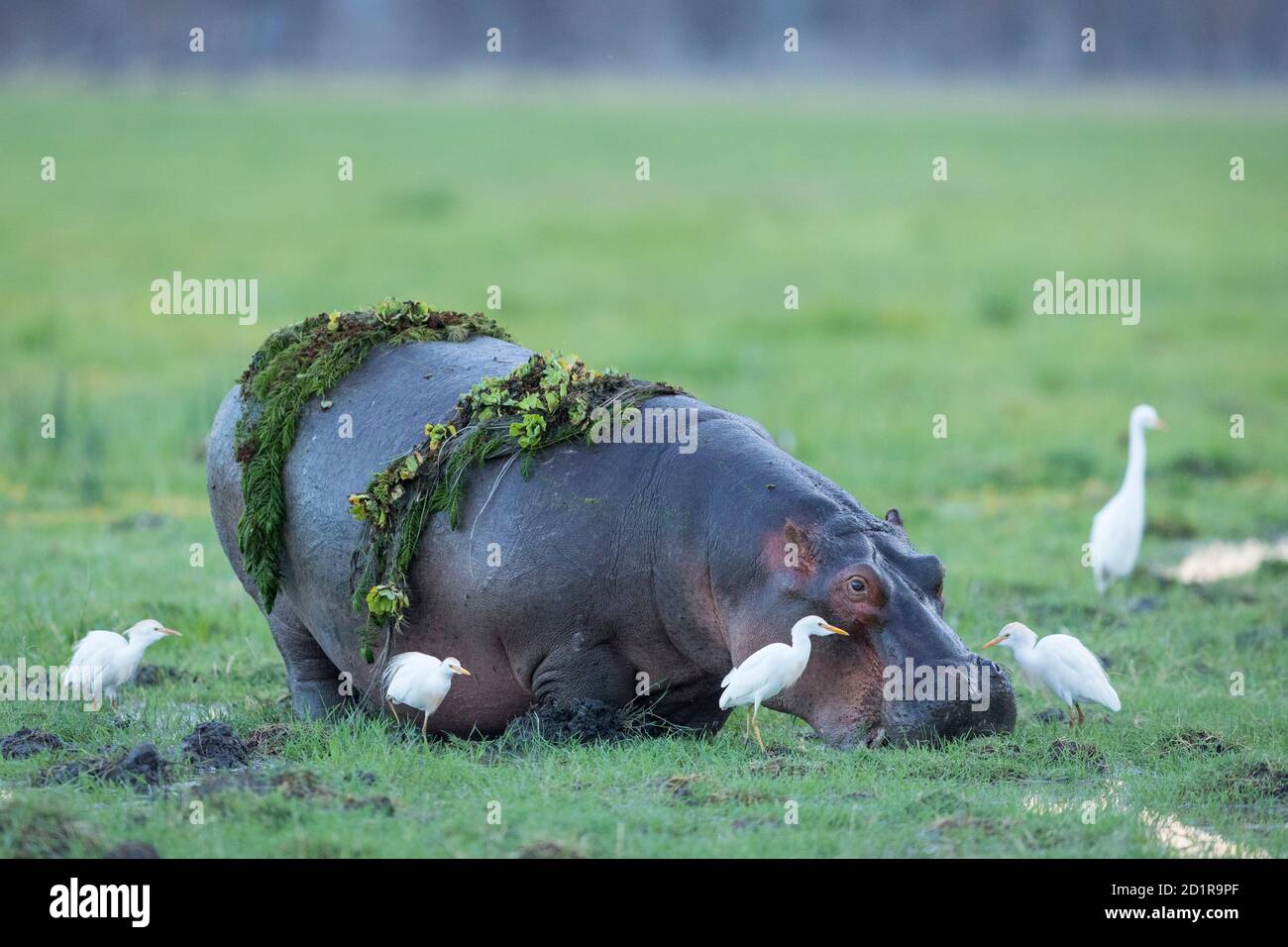 Adult hippo out of water with green plants on its back and surrounded by white cattle egrets in Amboseli in Kenya Stock Photo