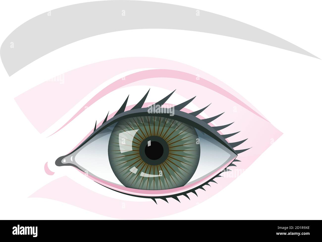 Eye eyelids and brow schematic template illustration Stock Vector Image Eye eyelids and brow schematic template illustration Stock Vector Image