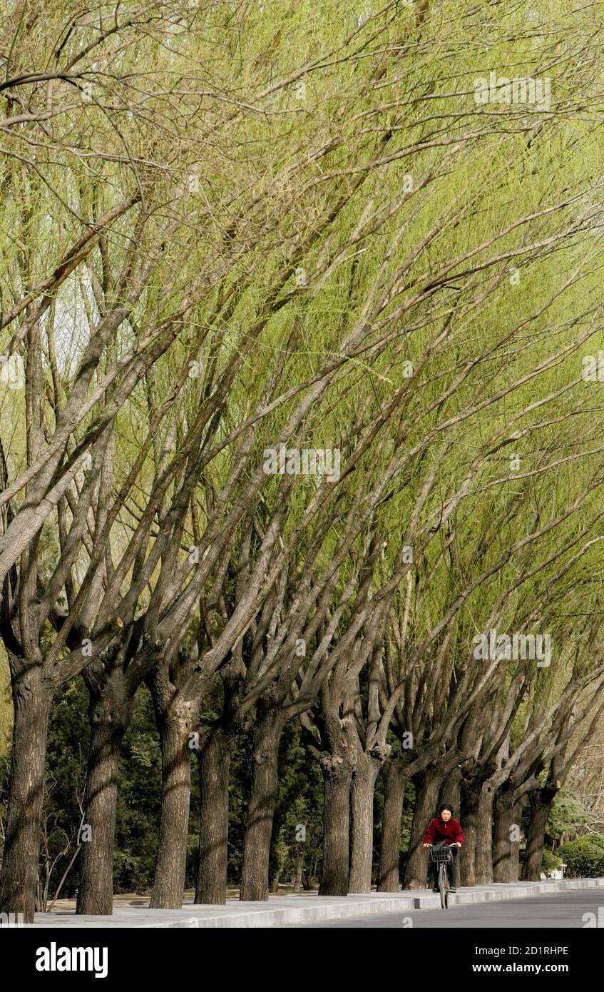 A Chinese Woman Rides A Bicycle Past Trees In China S Capital Beijing March 22 2006 Spring Normally Falls Between April To May With Temperatures Ranging From 10 To 24 Degrees Celsius 50