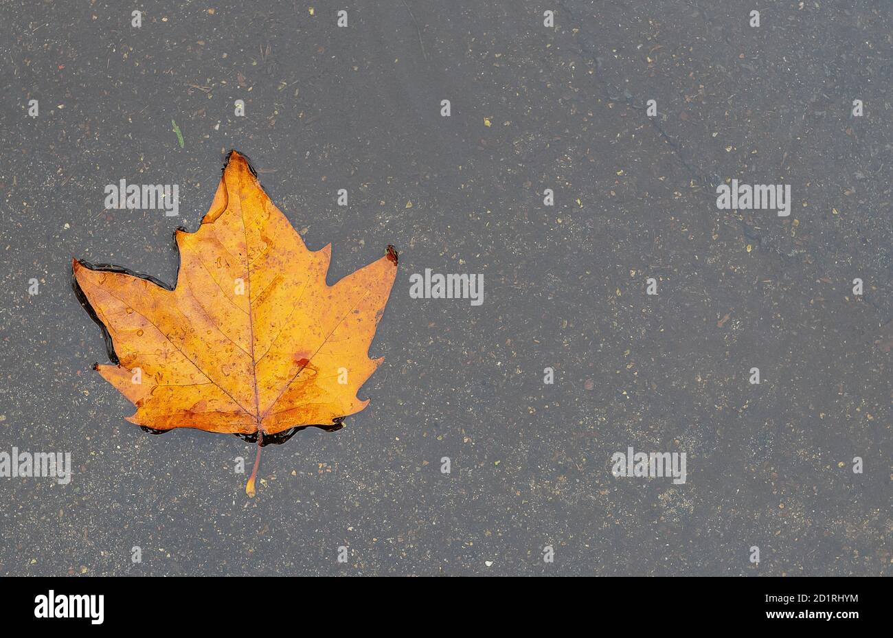 Yellow wet maple leaf hi-res stock photography and images - Alamy