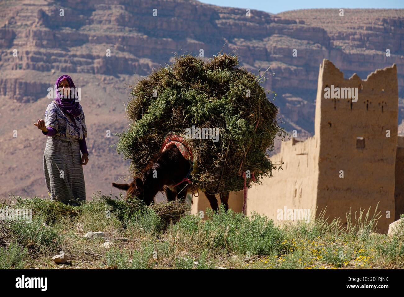 mujer recogiendo forraje, kasbah de Ifri, valle del río Ziz, cordillera del Atlas,  Marruecos, Africa Stock Photo