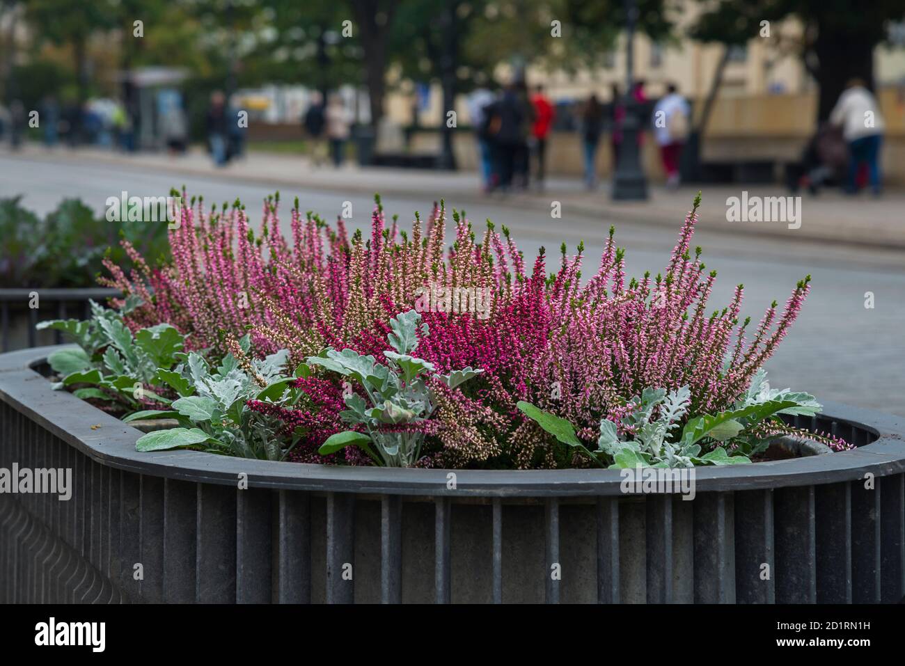The blossoming heather on streets of Warsaw, Poland Stock Photo