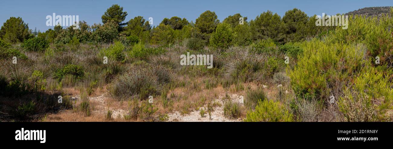 balsas de estabilizacion y recuperacion de zonas humedas de Magaluf, Calvia, Mallorca, Balearic Islands, Spain Stock Photo