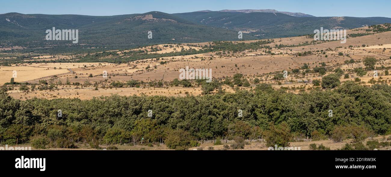 bosque de robles, acebal de Garagüeta, Soria, Comunidad Autónoma de Castilla, Spain, Europe Stock Photo