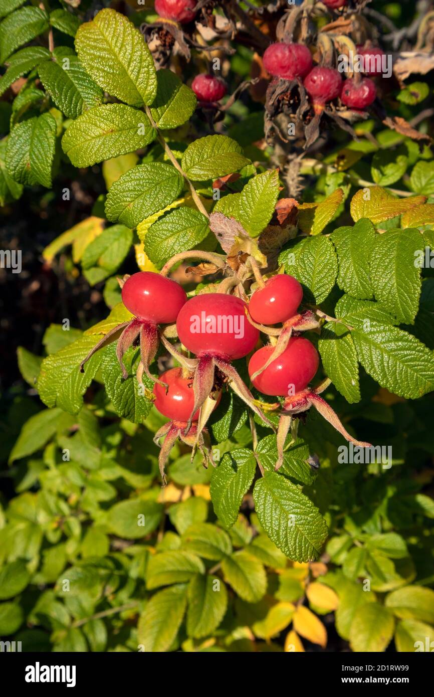 Red rose hips on a beach rose bush Stock Photo - Alamy