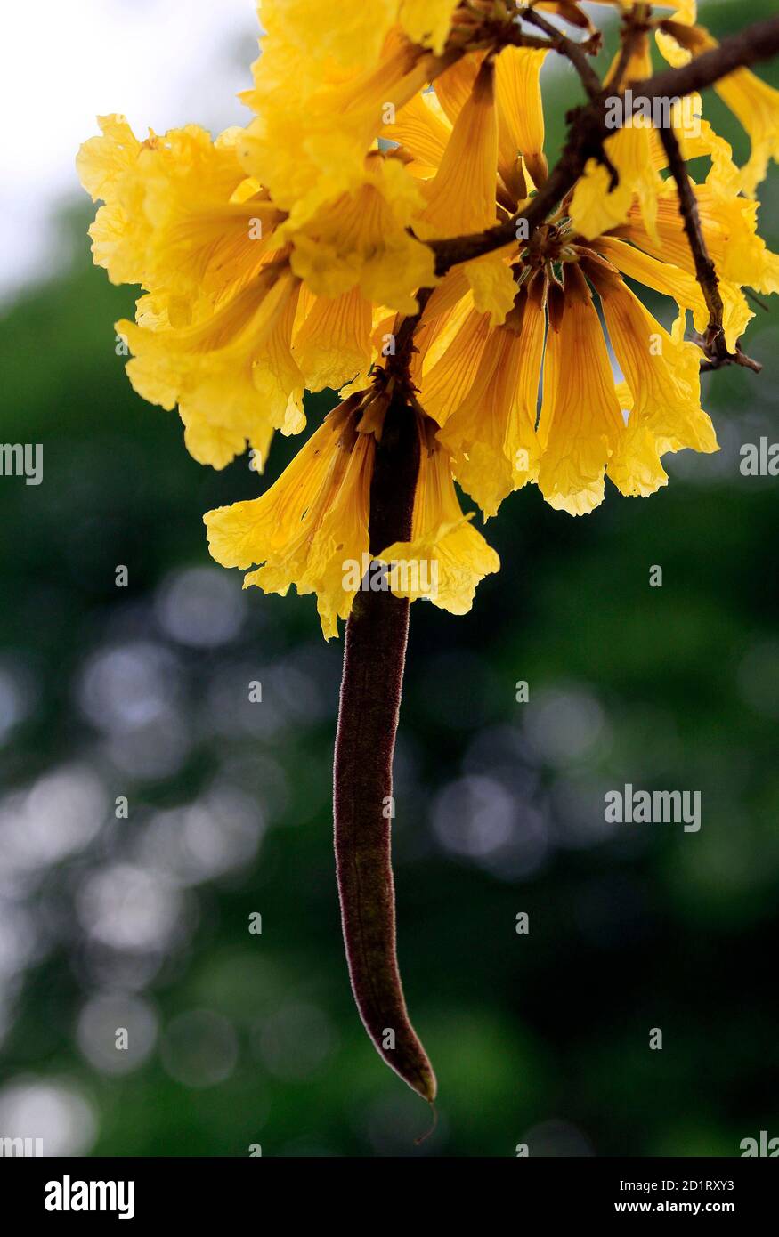 A seed pod hangs from a blooming yellow lapacho tree in a residential neighborhood of Asuncion, September 16, 2009. The lapacho tree, known as the Paraguayan national tree by its Guarani name, tajy, bloomed full this year in its less common yellow variety.  REUTERS/Jorge Adorno  (PARAGUAY ENVIRONMENT SOCIETY) Stock Photo