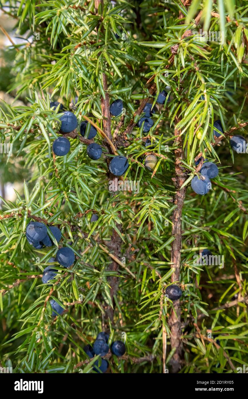 common juniper with blue berries Stock Photo