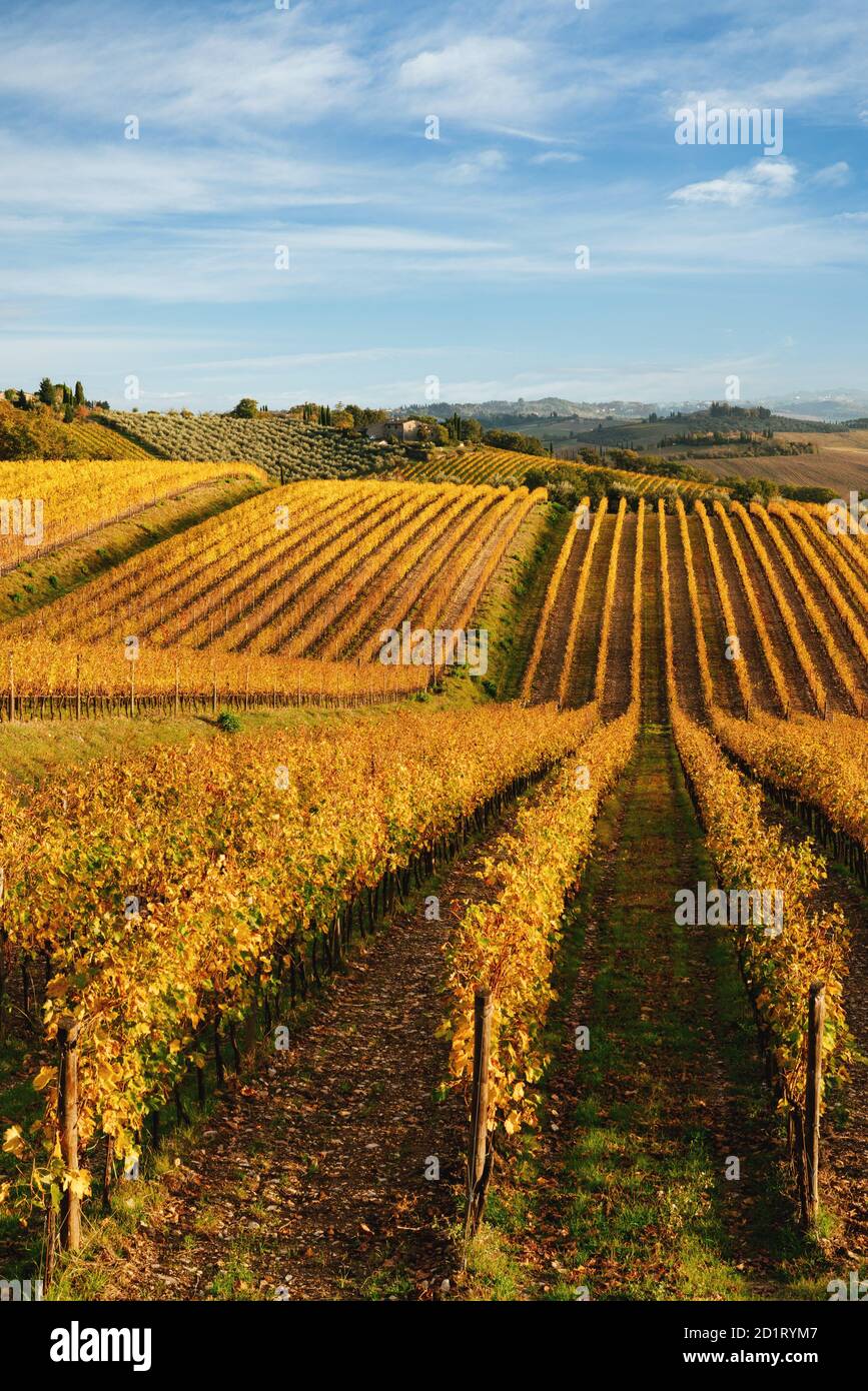 Chianti region, cypress trees and vineyards, autumn landscape,Tuscany Stock Photo