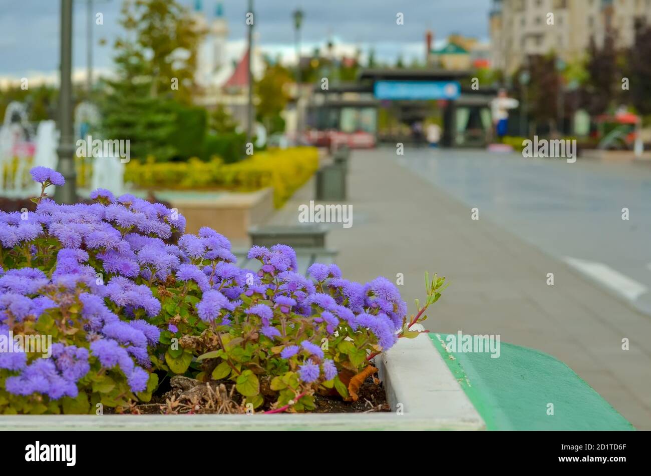 Lilac Tree Pot High Resolution Stock Photography And Images Alamy