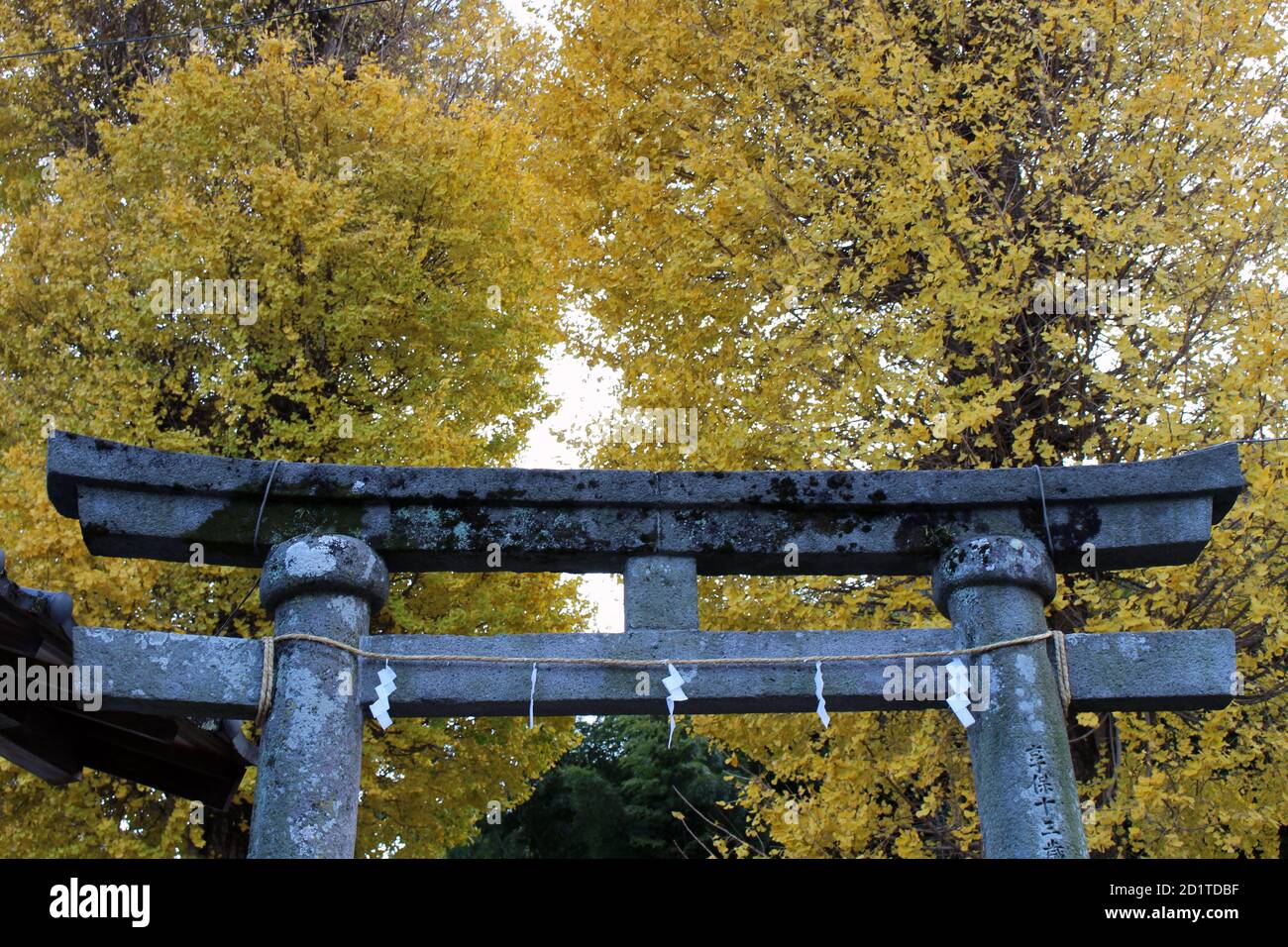 Yellow trees and entrance torii gate of Yasaka Jinja Shrine in Beppu ...