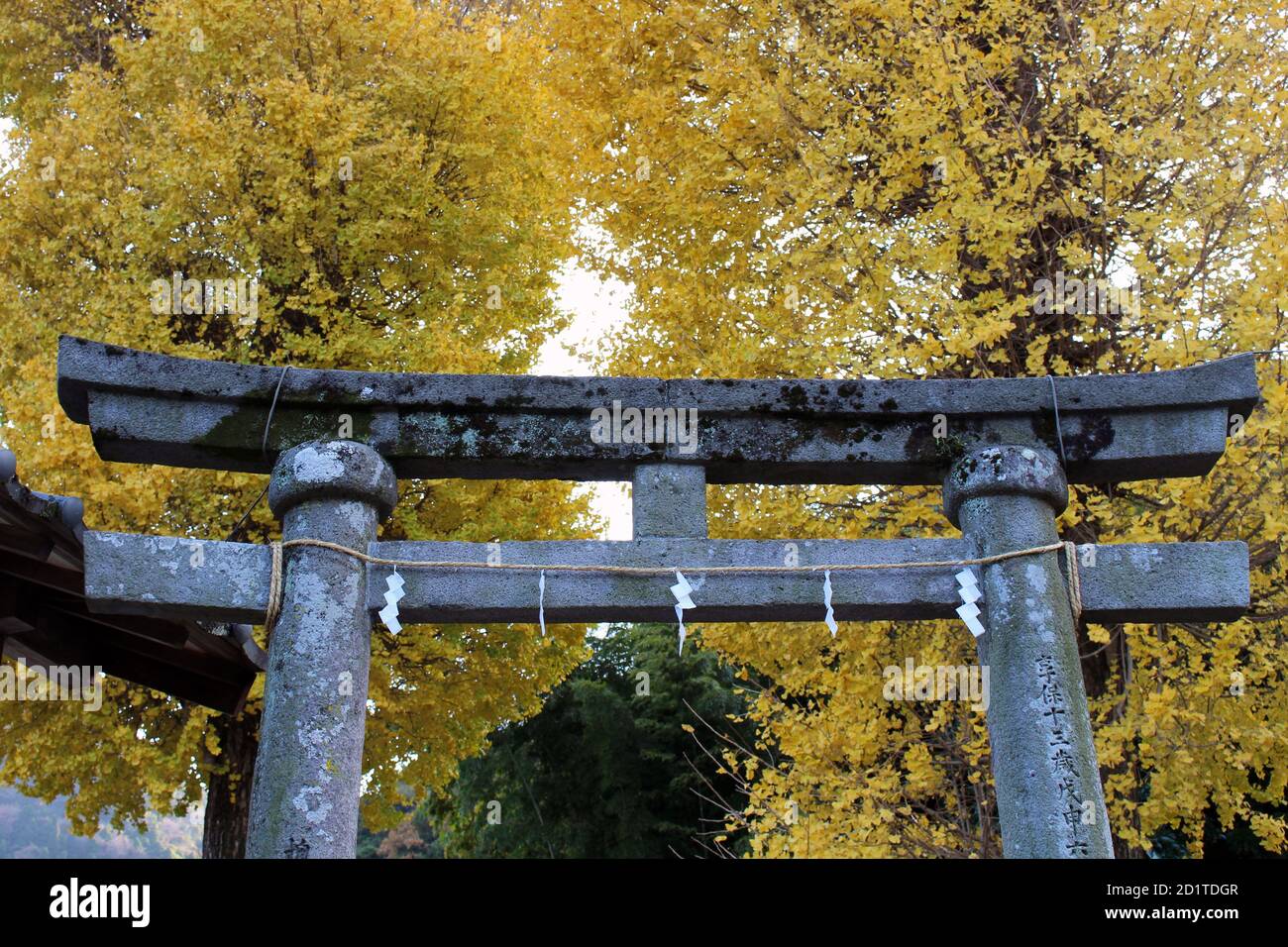 Yellow trees and entrance torii gate of Yasaka Jinja Shrine in Beppu ...