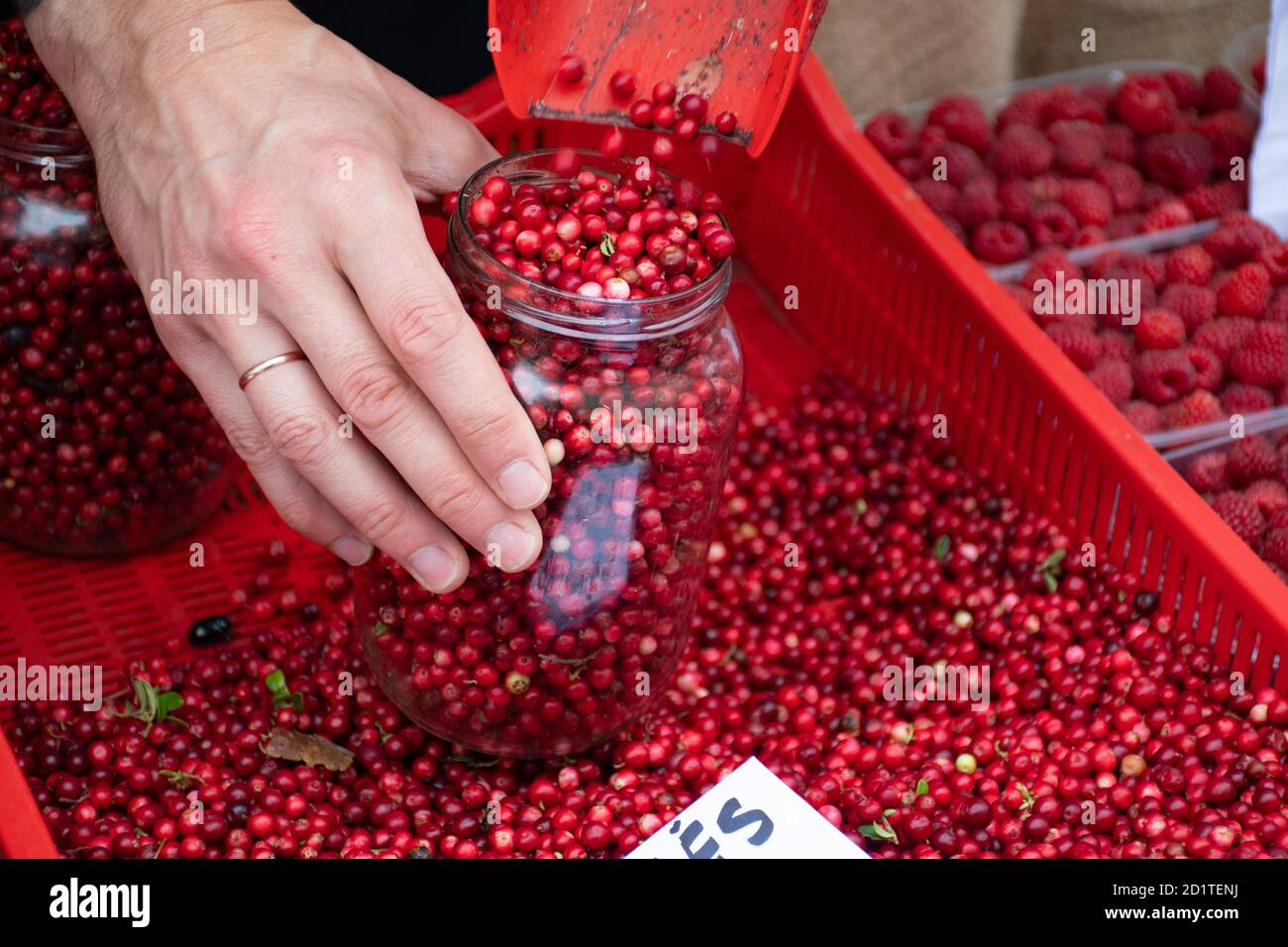 Red fresh healthy cranberries and lingonberries in a street food market ready for selling and eat, hand filling a glass jar Stock Photo