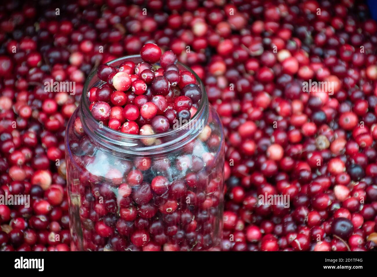Red fresh healthy cranberries and lingonberries in a street food market ready to sell and eat, with glass jar Stock Photo