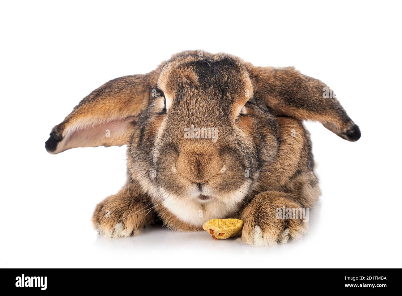 Flemish Giant rabbit in front of white background Stock Photo