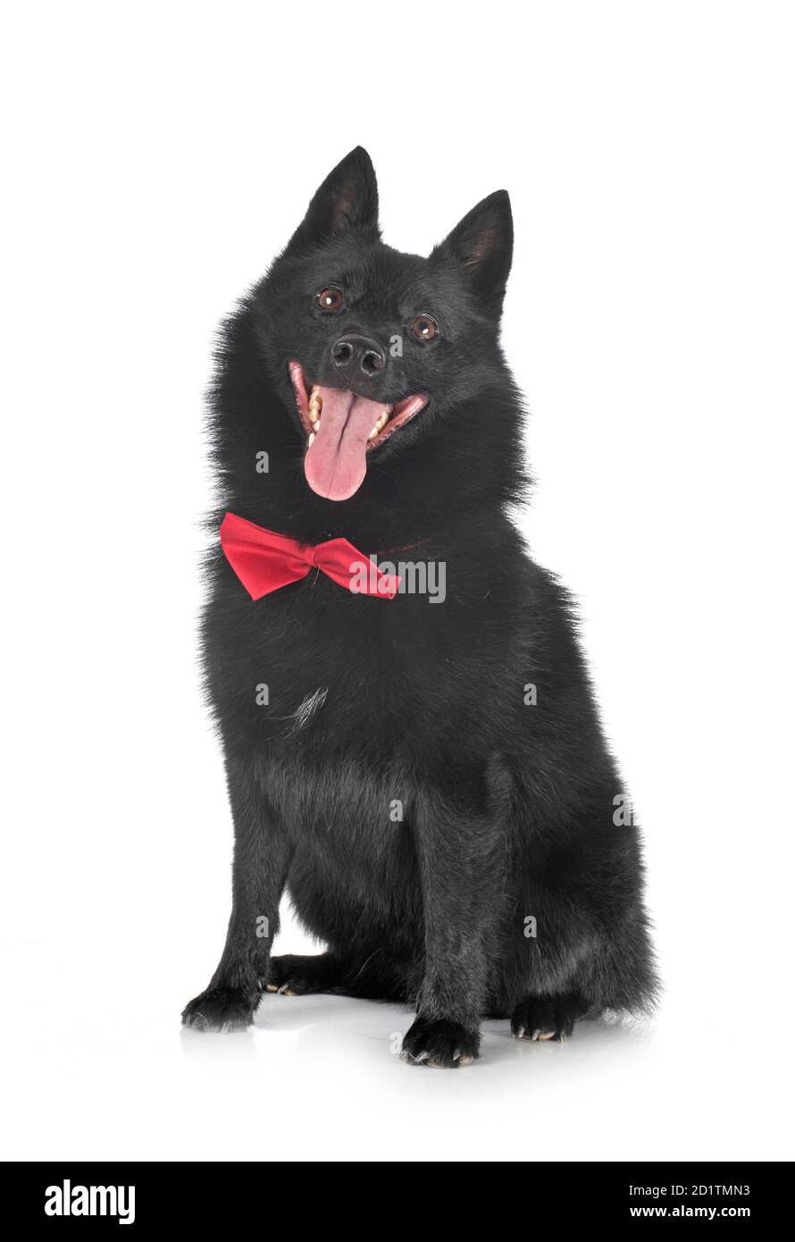 purebred Schipperke in front of white background Stock Photo - Alamy