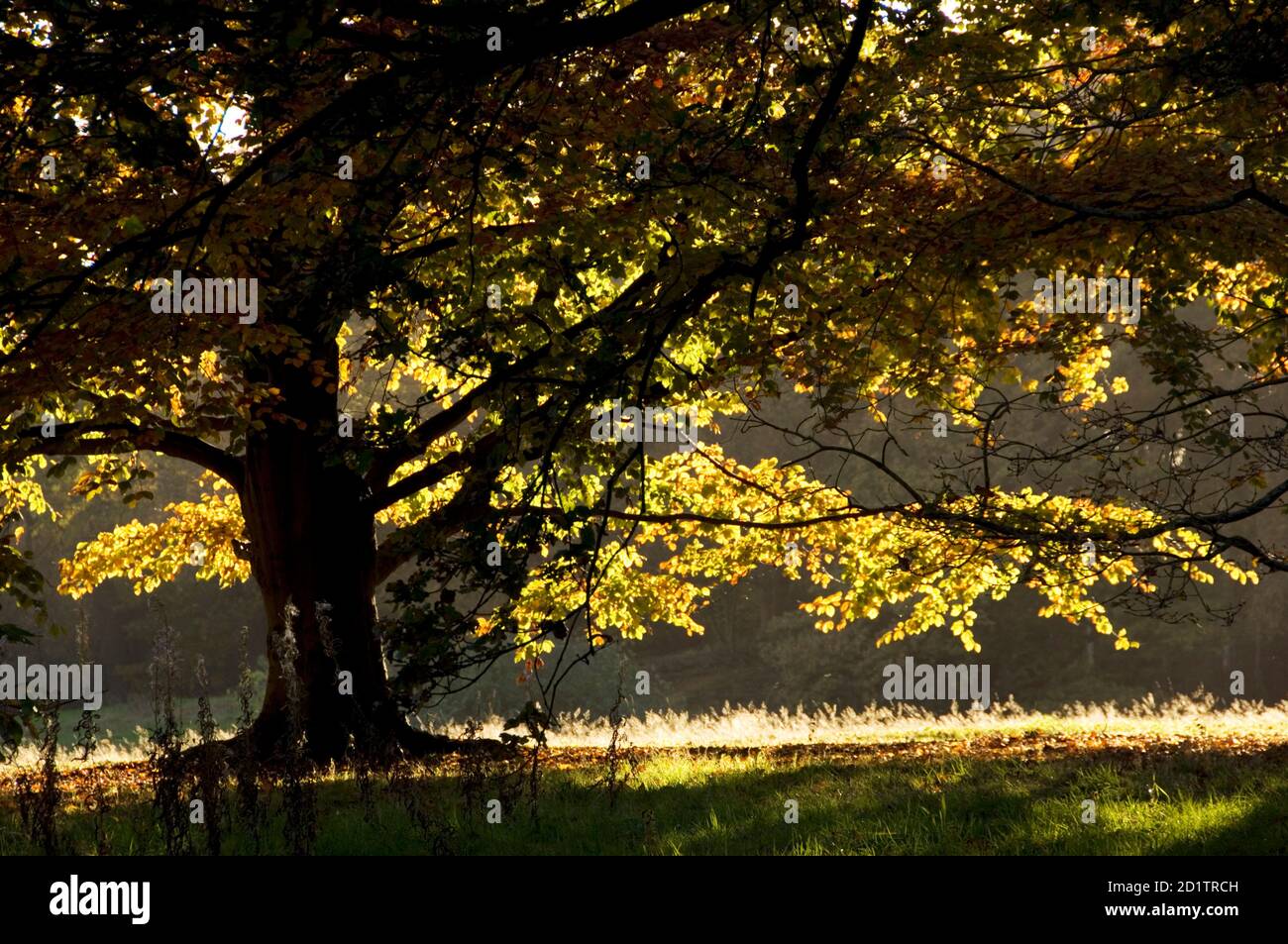 KENWOOD HOUSE, London. General view of the park with autumn colour. Stock Photo