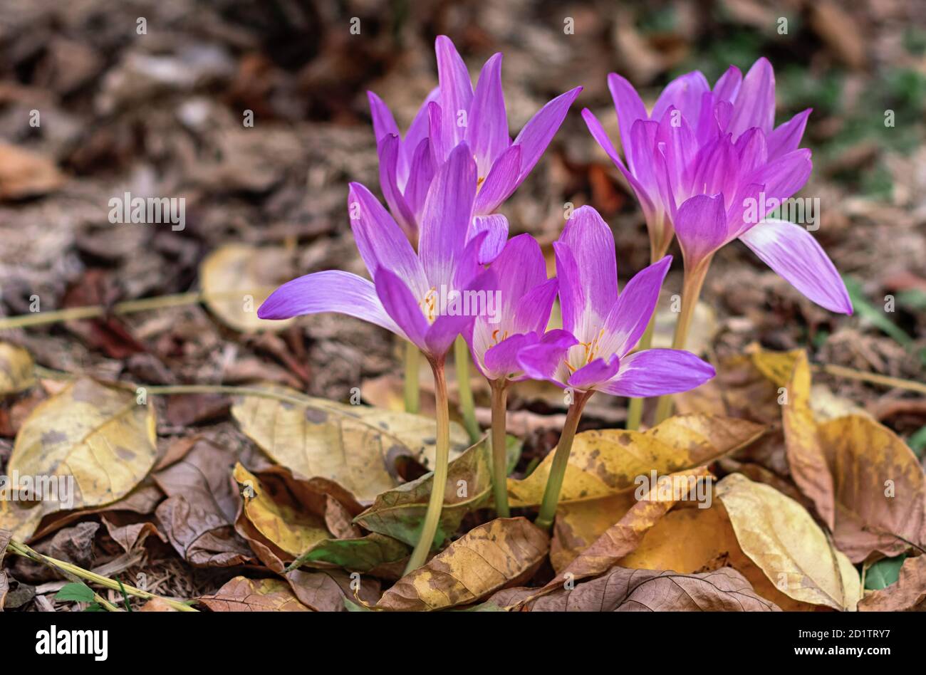 Colchicum purple grows in the garden. Blooming purple colchicum on a background of fallen autumn leaves. Close up. Stock Photo