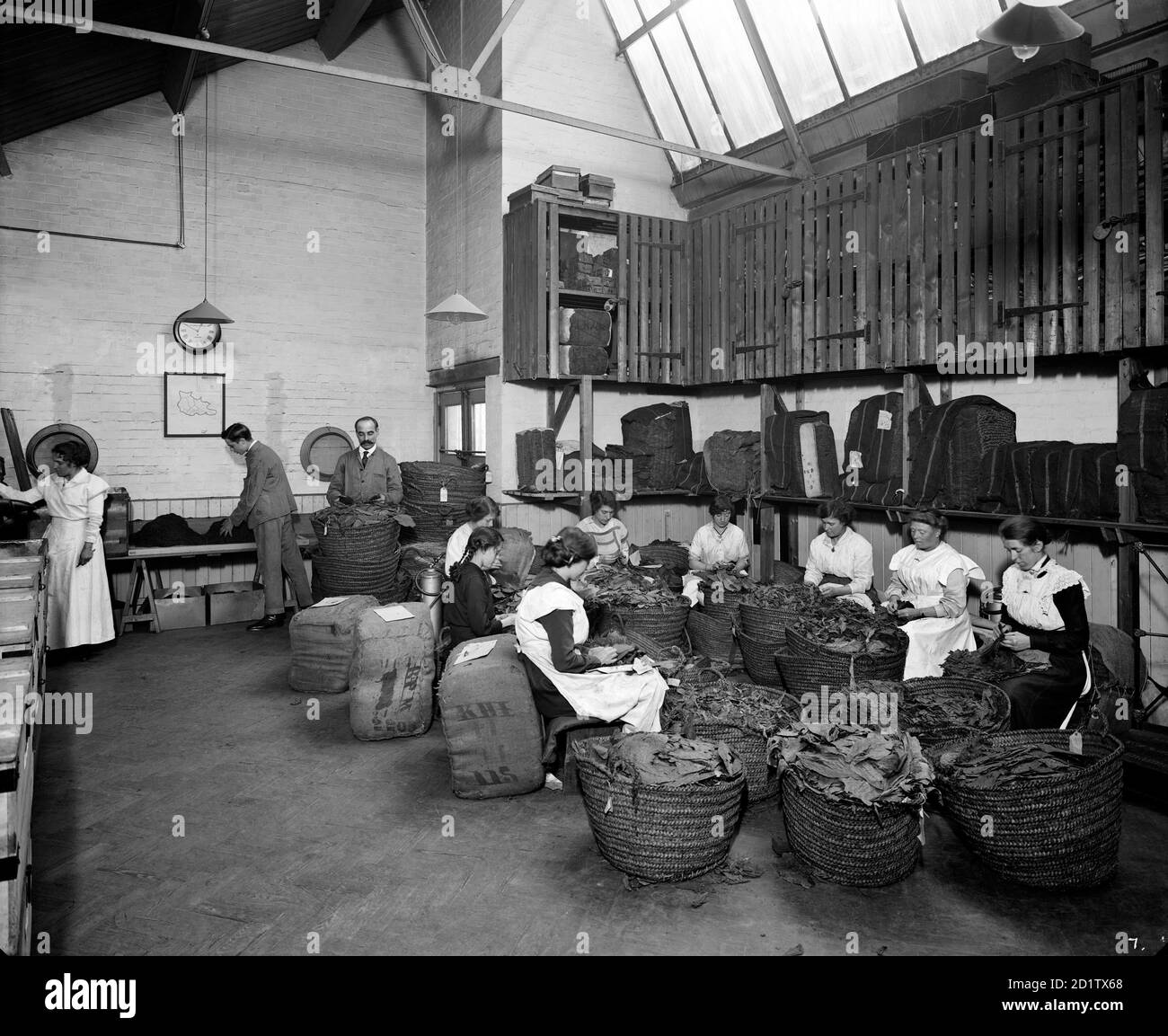 TEAFANI & CO WORKS, Brixton. The Turkish Leaf room. Cigarettes and tobacco were regarded as vital war supplies and these women workers are contributing to the war effort by leaf-picking. Photographed by Bedford Lemere & Co in October 1916. Stock Photo