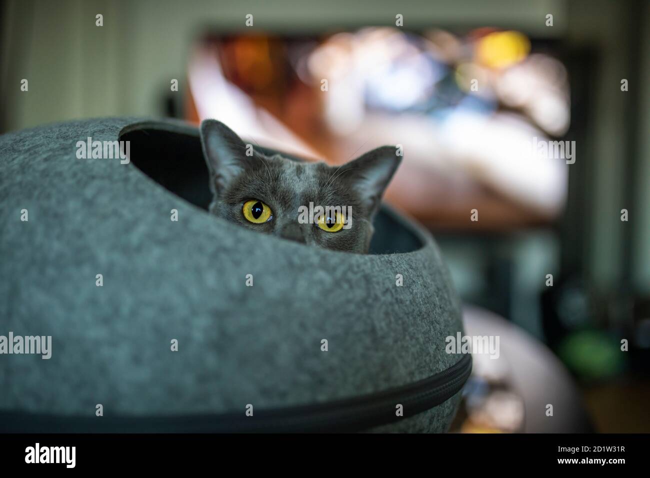 A gray blue purebred burmese playing hide and seek in a round cat bed furniture. The curious cat is in the living room with a tv defoused in the backg Stock Photo
