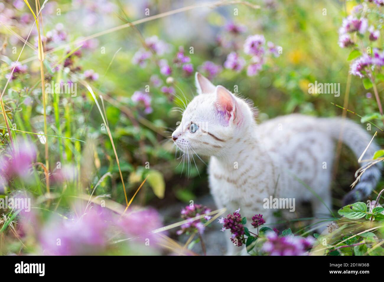 A cute white little Snow Bengal kitten outdoors surrounded by purple flowers, oregano herb. The curious little cat is 7 weeks old. The cat is centered Stock Photo