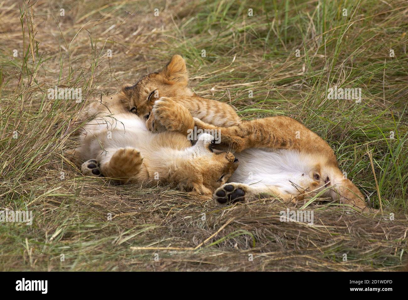 African Lion, panthera leo, Cub playing at Masai Mara park in Kenya ...
