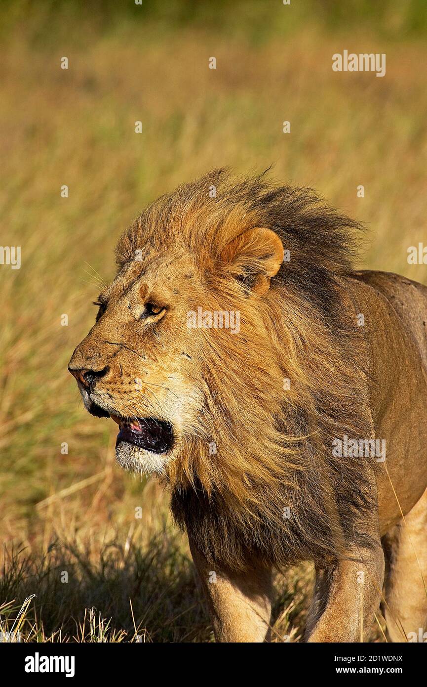 African Lion, panthera leo, Male at Masai Mara park in Kenya Stock ...