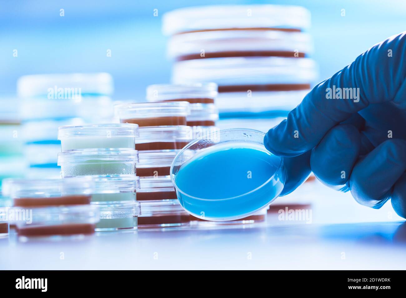 Petri dishes in the microbiology laboratory of a medical clinic Stock Photo Alamy