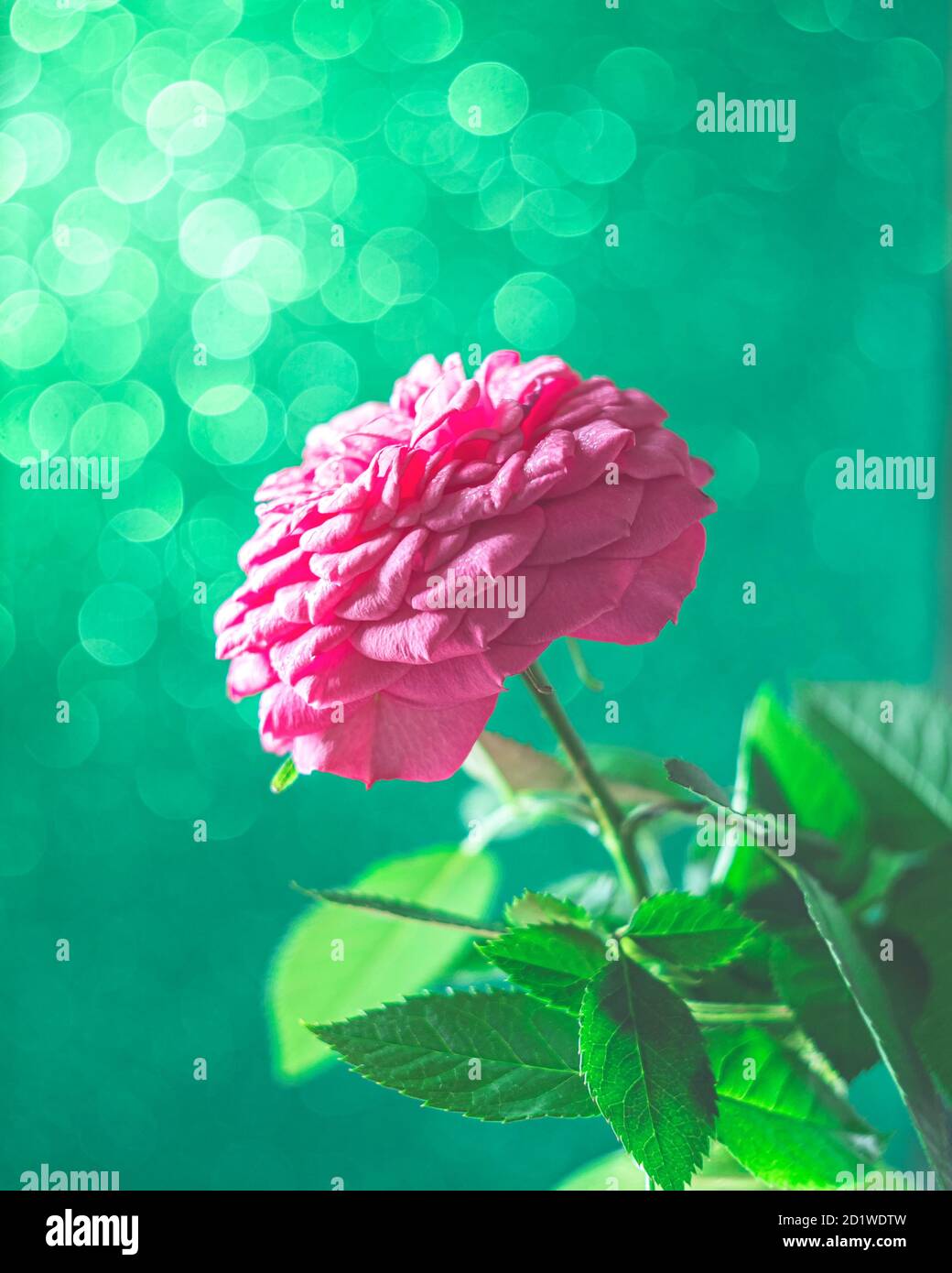 Summer blossoming rose, rosehip, bokeh flower background. Stock Photo