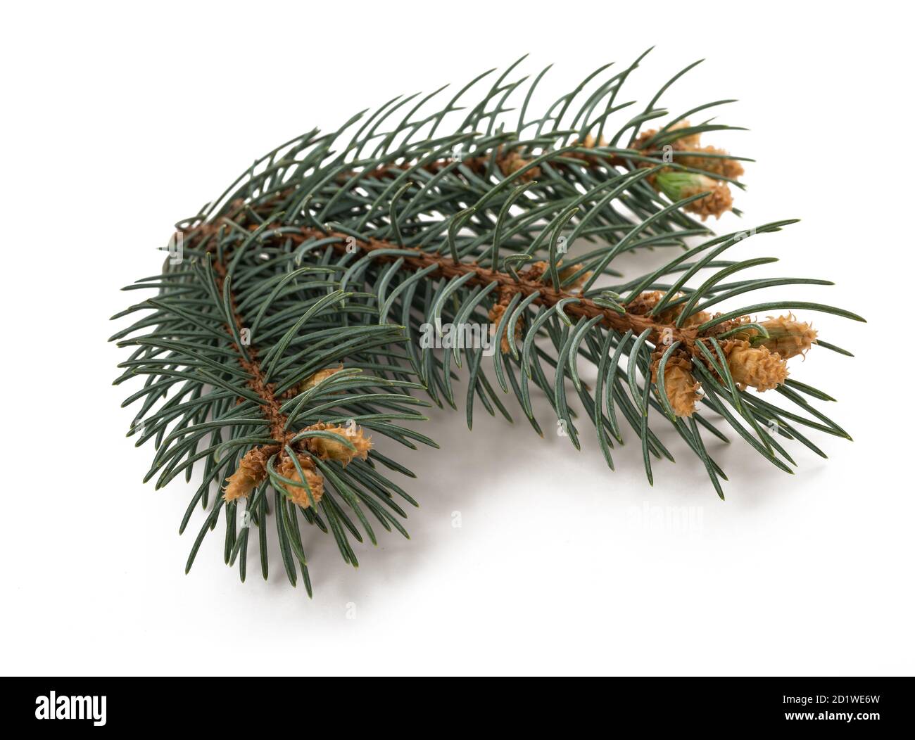 spruce branch isolated on white background Stock Photo