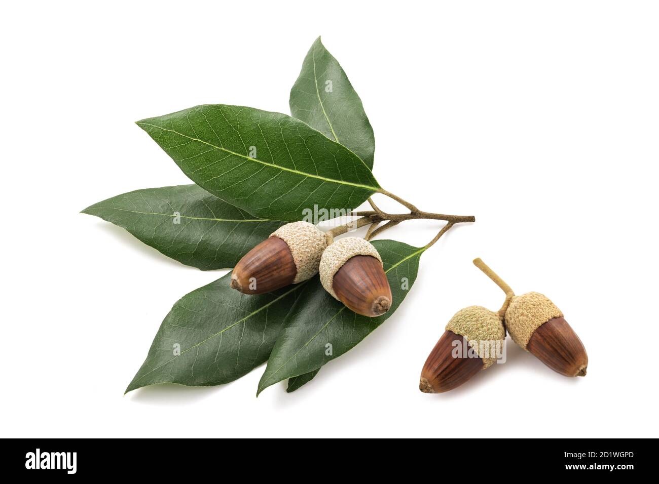 holm oak branch with  acorns isolated on white background Stock Photo