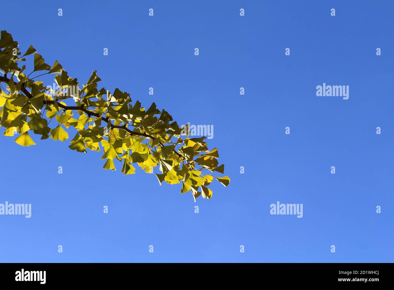 Branches and yellow ginkgo leaves during spring season in Japan. Stock Photo