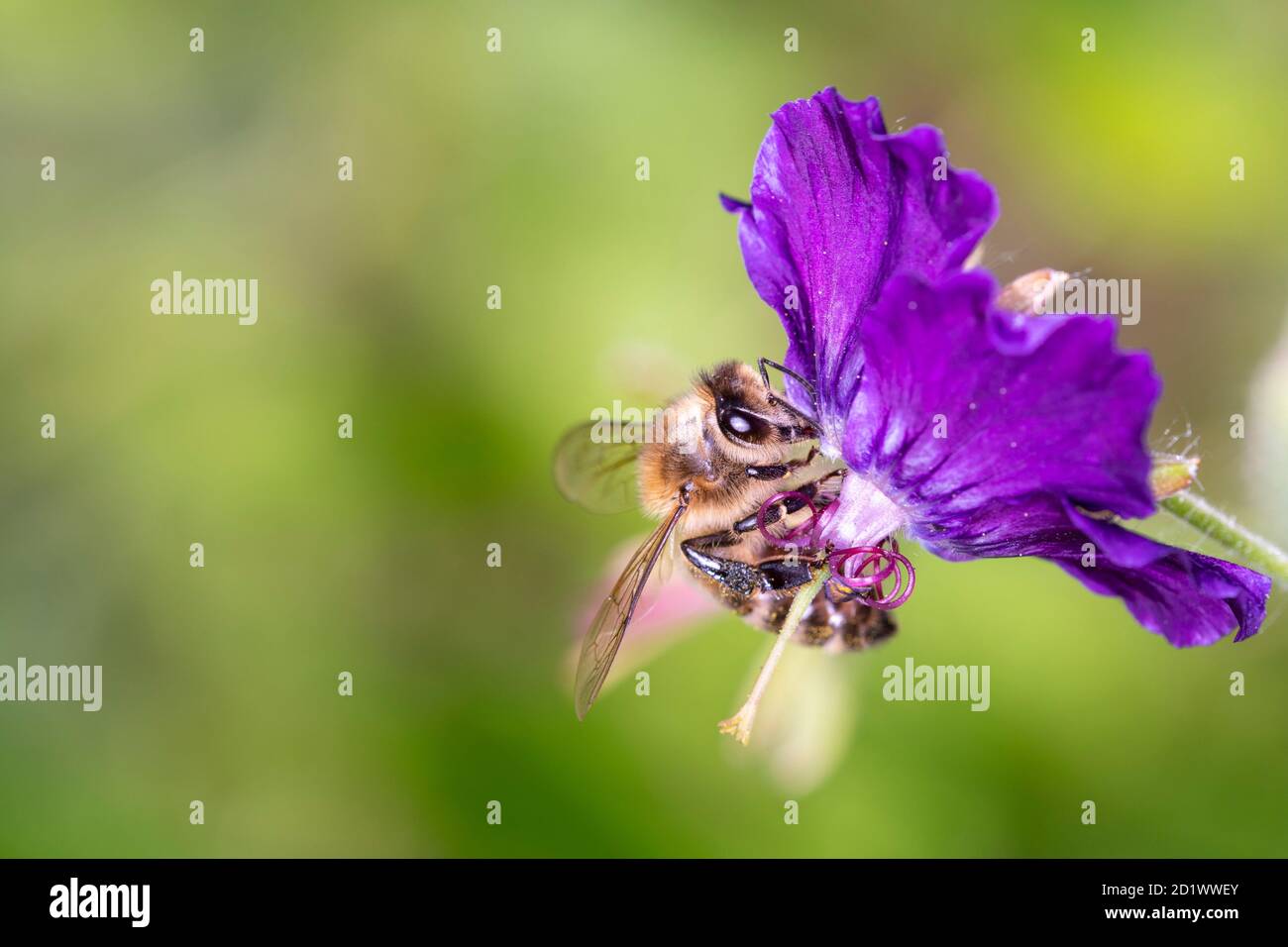 Bee - Apis mellifera - pollinates Geranium phaeum „ Lilly Lovell“, the dusky crane’s-bill, mourning widow or black widow Stock Photo