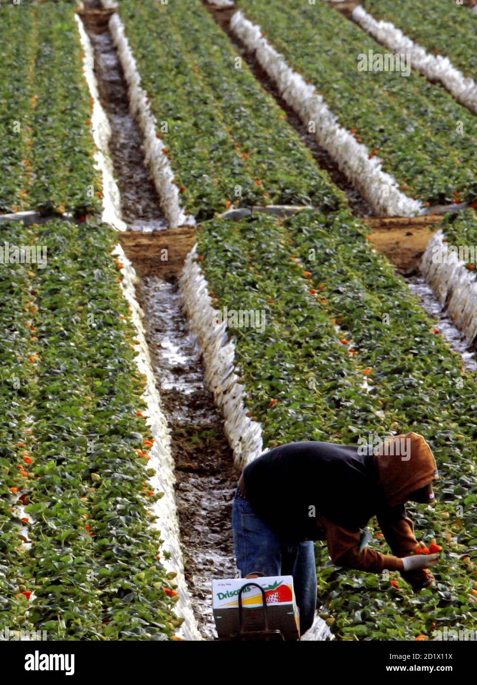 A strawberry picker works his way through a strawberry field in Oxnard