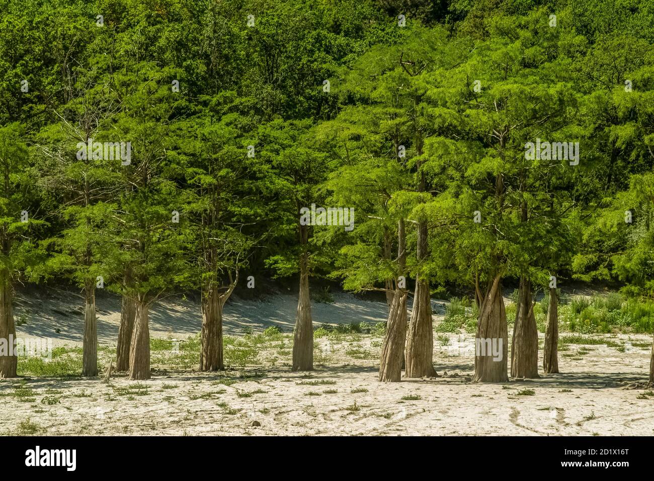 Lake Cypress in Sukko. Attractions of Anapa. Green lake. The nature of Russia. A dry lake. Changing of the climate. Stock Photo