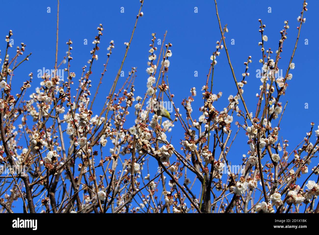 Birds feeding itself from white flowers in Japan Stock Photo Alamy