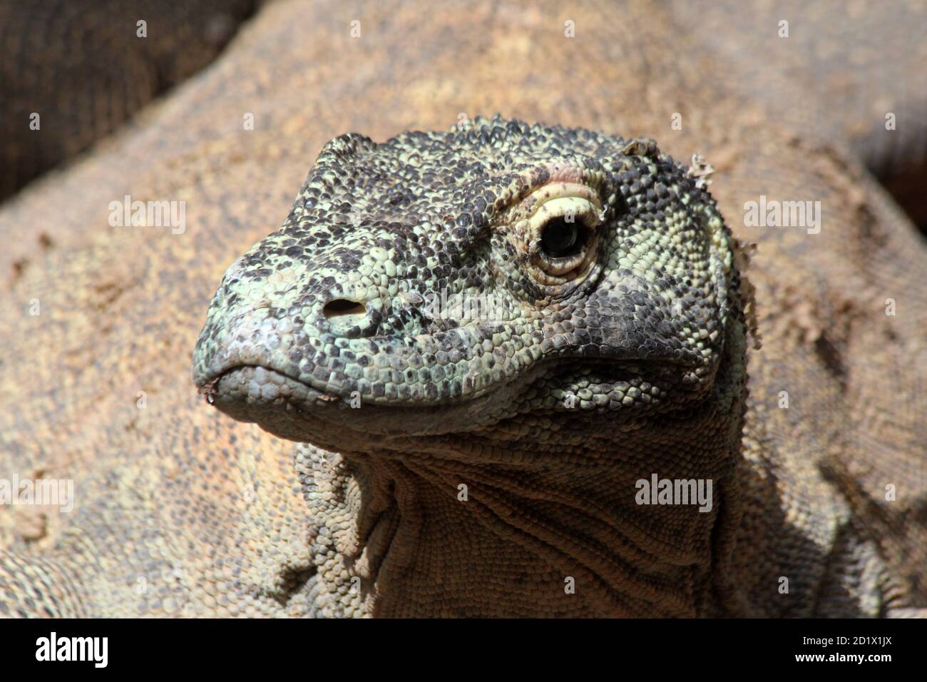 Komodowaran Stock Photo