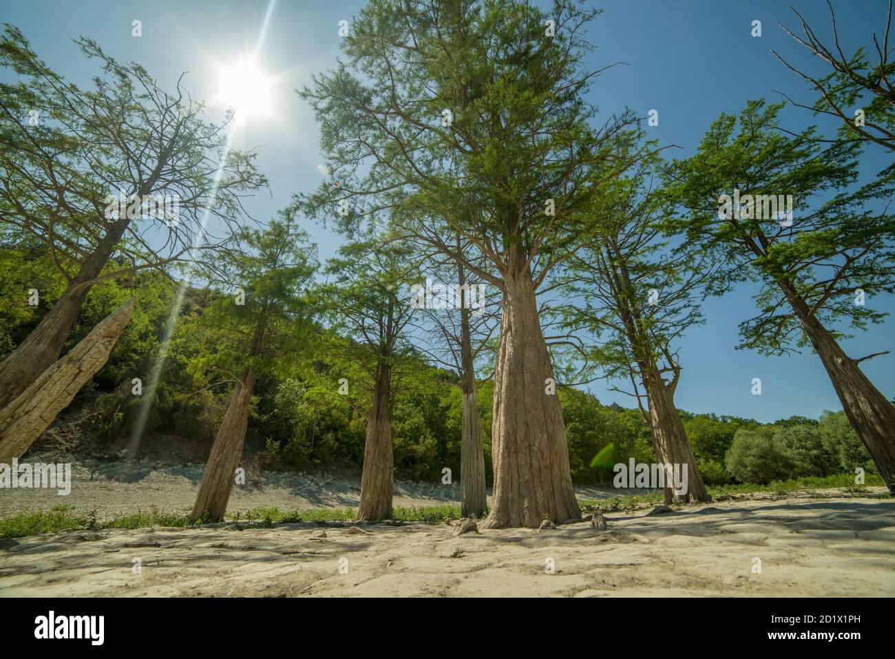 Lake Cypress in Sukko. Attractions of Anapa. Green lake. The nature of Russia. A dry lake. Changing of the climate. Stock Photo