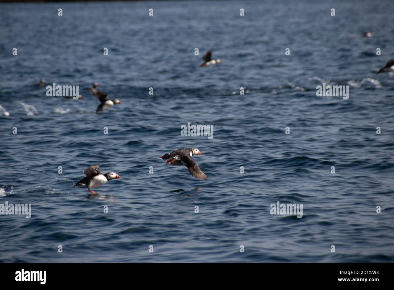 Puffin in Norway Røst Island, Norway Stock Photo - Alamy
