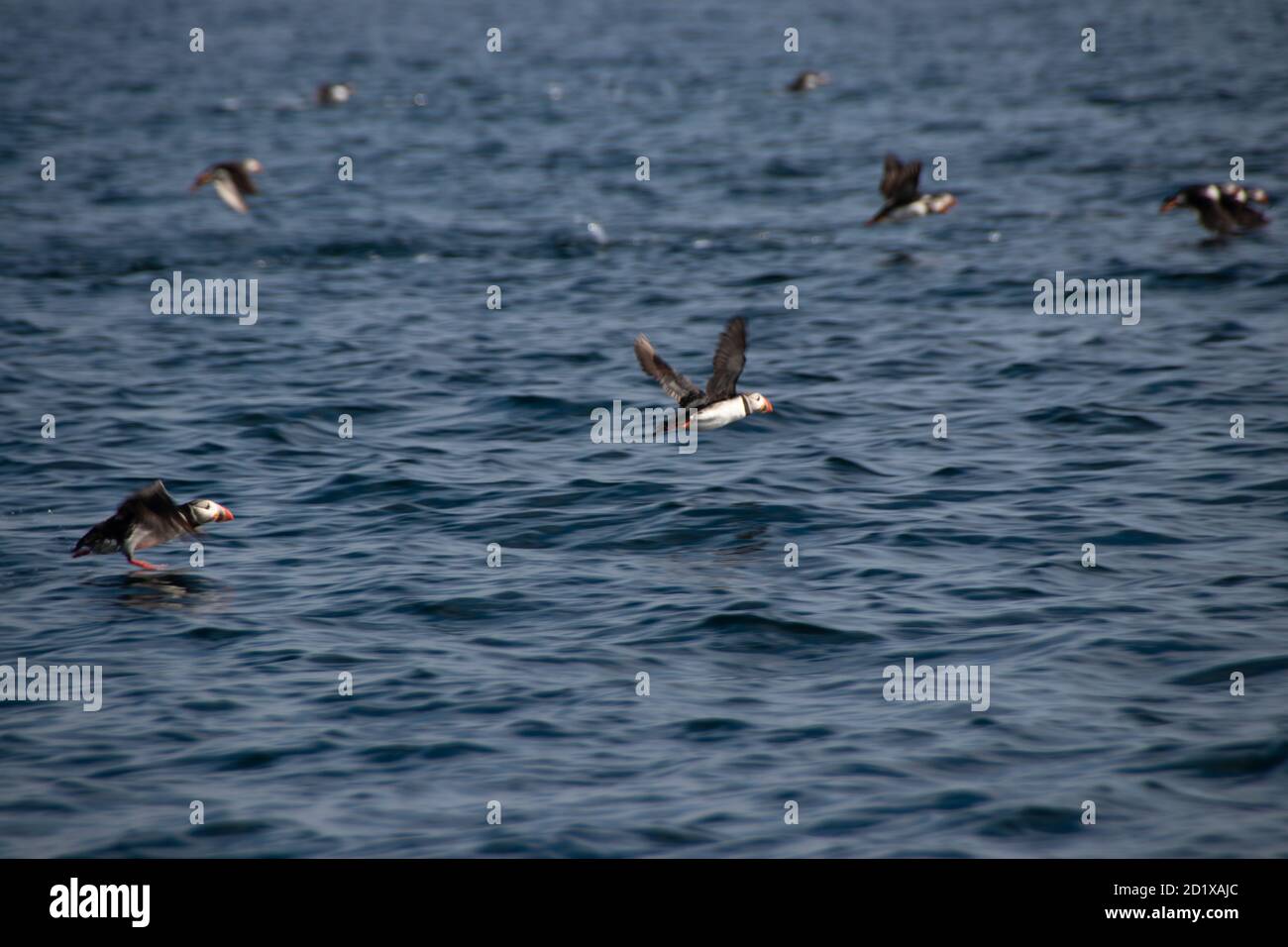 Puffin in Norway Røst Island, Norway Stock Photo - Alamy