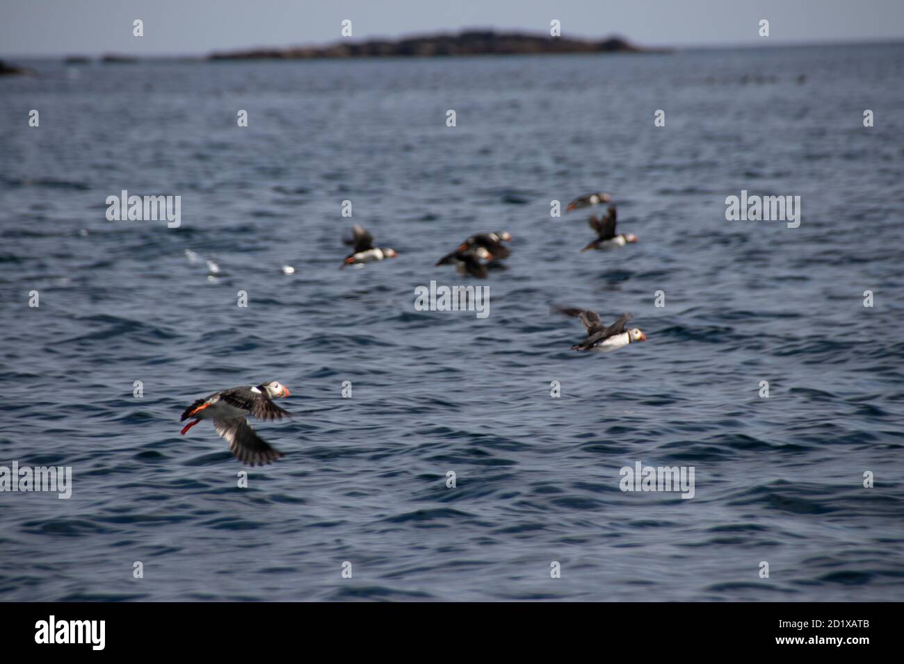 Puffin in Norway Røst Island, Norway Stock Photo - Alamy