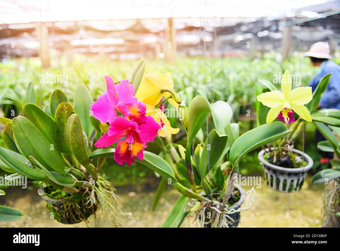 Cattleya Orchids farm / pink and yellow beautiful colorful orchid flower in the nature farm nursery plant Stock Photo