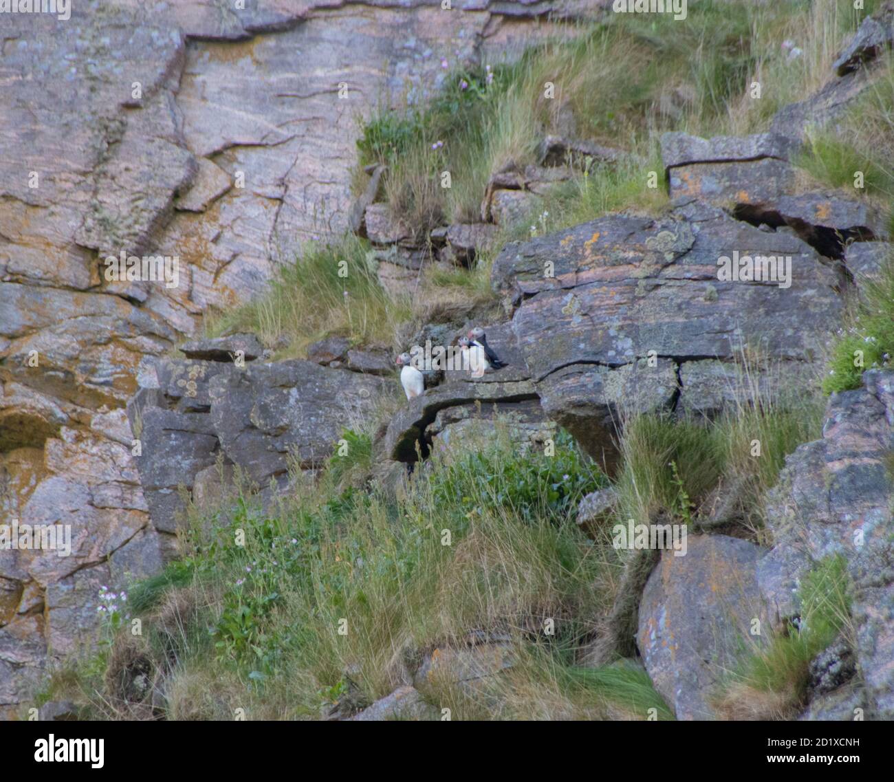 Puffin in Norway Røst Island, Norway Stock Photo - Alamy