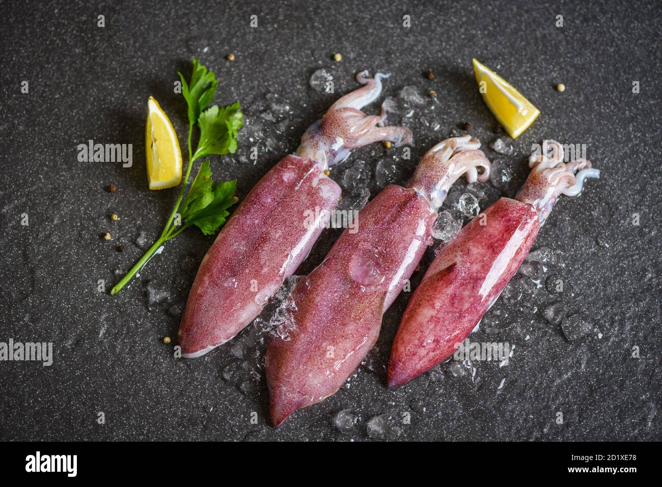 Squid Team Finds High Species Diversity Off Kermadec