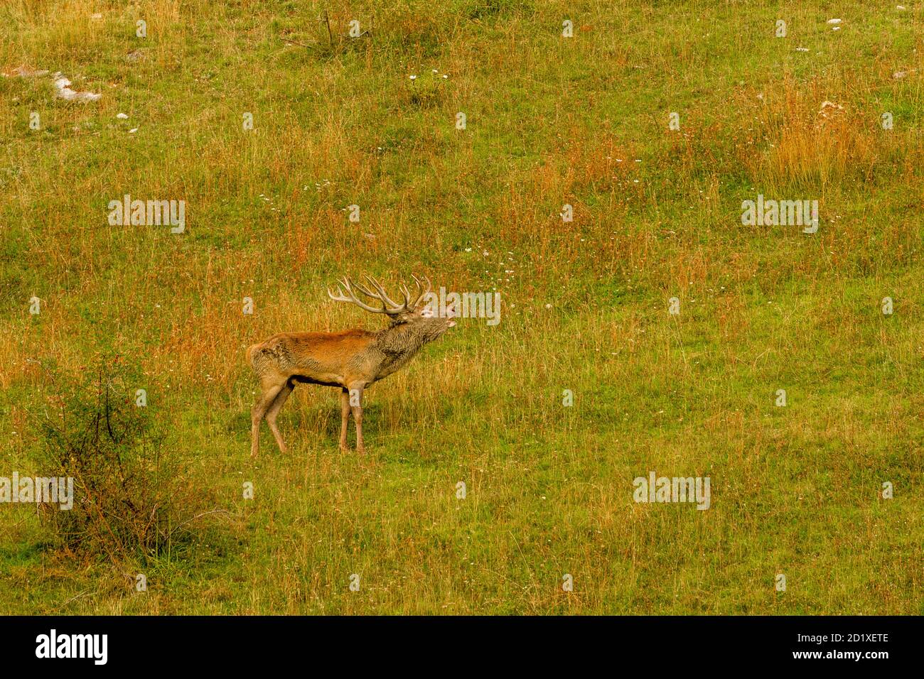 Cervus Elaphus - Roar of Deer Stock Photo