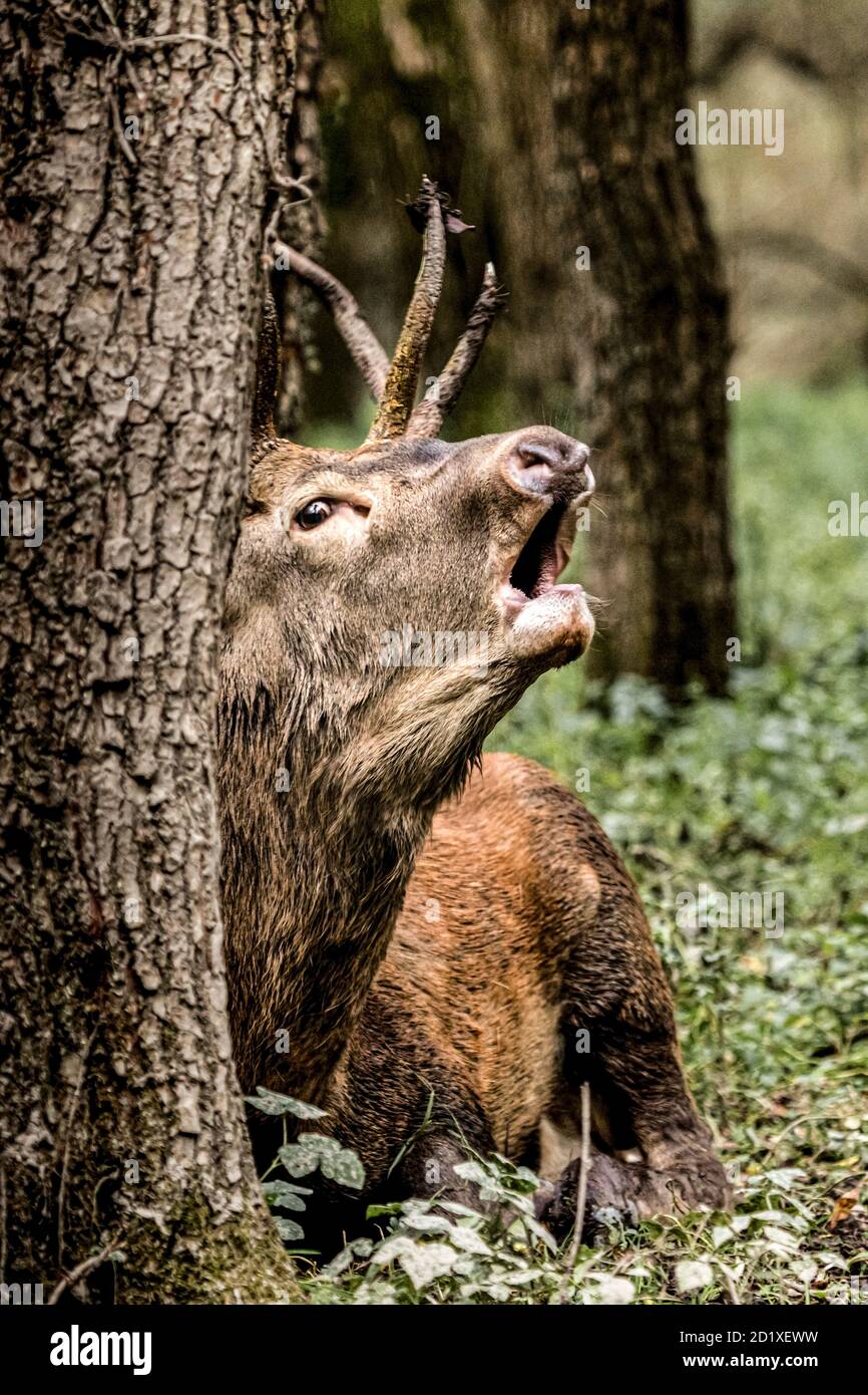 Cervus Elaphus - Roar of Deer Stock Photo