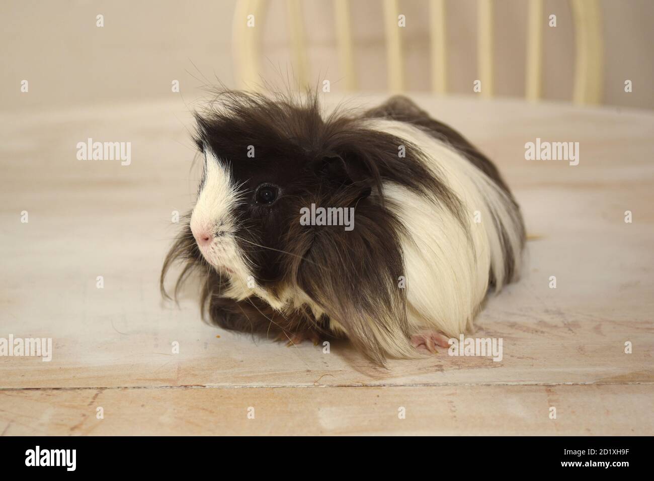 Long Hair Guinea pig Stock Photo Alamy